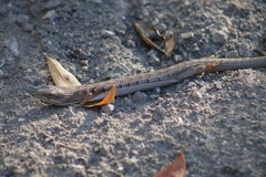 Elgaria multicarinata multicarinata