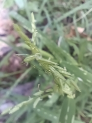 Leersia