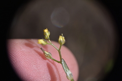 Draba nemorosa