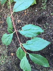 Philadelphus lewisii