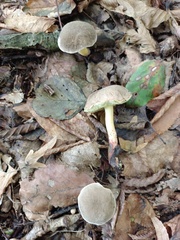 Xerocomellus cisalpinus