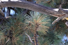 Pinus jeffreyi