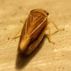 Idiodonus kennicotti