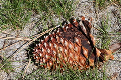 Pinus jeffreyi