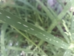 Leersia
