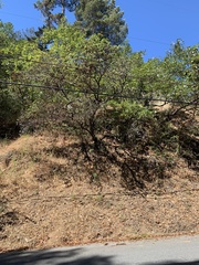 Arctostaphylos regismontana