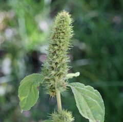 Amaranthus albus