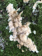 Radulomyces