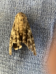 Paectes abrostoloides