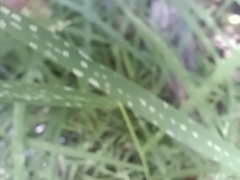 Leersia