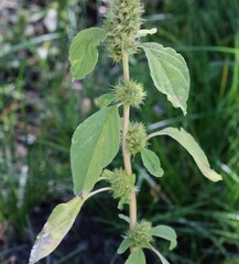 Amaranthus albus