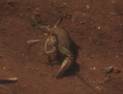 Faxonius virilis