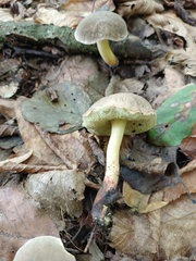 Xerocomellus cisalpinus