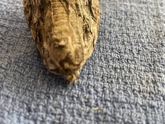 Paectes abrostoloides