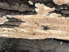 Radulomyces