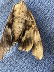 Paectes abrostoloides