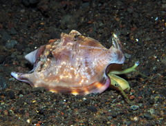 Euprotomus bulla
