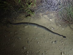 Crotalus oreganus