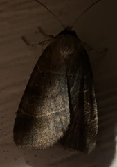 Agnorisma badinodis