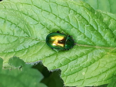 Chrysolina herbacea