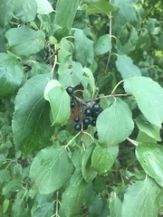 Rhamnaceae