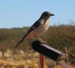 Cracticus nigrogularis