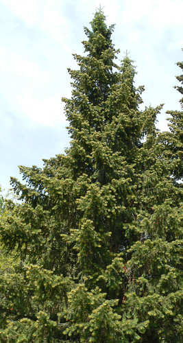 Santa Lucia fir