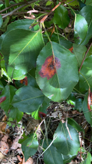 Gymnosporangium sabinae