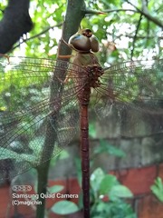 Gynacantha