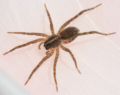 Tigrosa georgicola