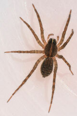 Tigrosa georgicola