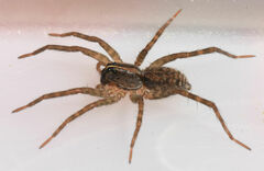 Tigrosa georgicola