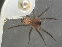 Tigrosa georgicola