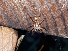 Anyphaena accentuata