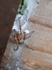 Anyphaena accentuata