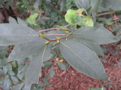 Lindera glauca