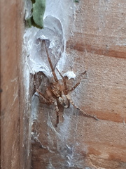 Anyphaena accentuata