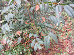 Toxicodendron vernicifluum