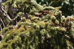 Abies magnifica
