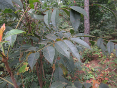 Toxicodendron vernicifluum
