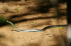 Dendrelaphis punctulatus