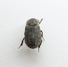 Trox scaber
