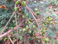 Toxicodendron vernicifluum