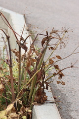 Angelica archangelica litoralis