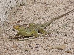 Timon lepidus lepidus