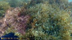 Ericaria selaginoides