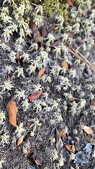 Sphagnum squarrosum