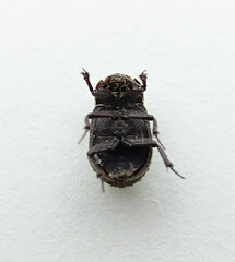 Trox scaber
