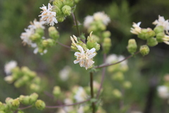 Moscharia pinnatifida