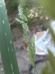 Leersia